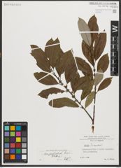 Foto von Salix triandra L.